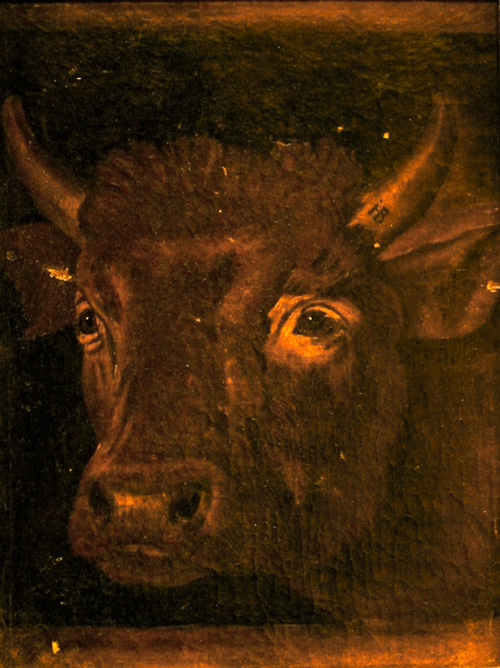 bull's head